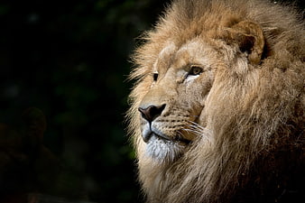 Close-up portrait of a majestic male lion head