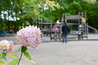 Pink Hydrangea Flower in Focus with Blurred Playground Background