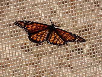 Monarch Butterfly on White Mesh Screen