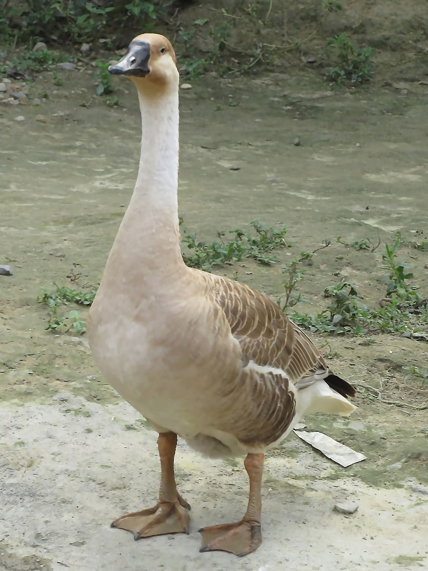 Full body portrait of a domestic goose standing on dirt