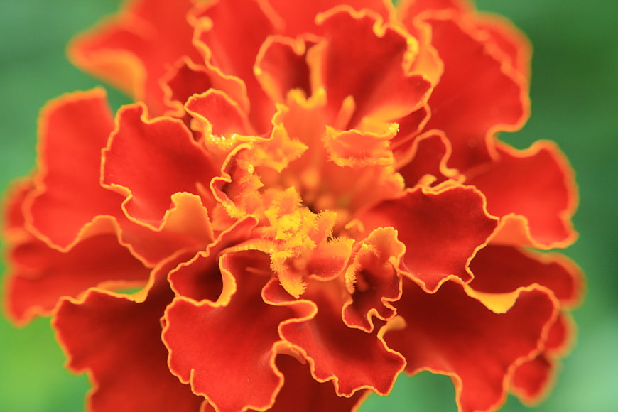 Vibrant close-up of a red and orange marigold flower