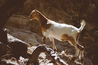 Brown and White Goat Walking on Rocky Mountain Terrain