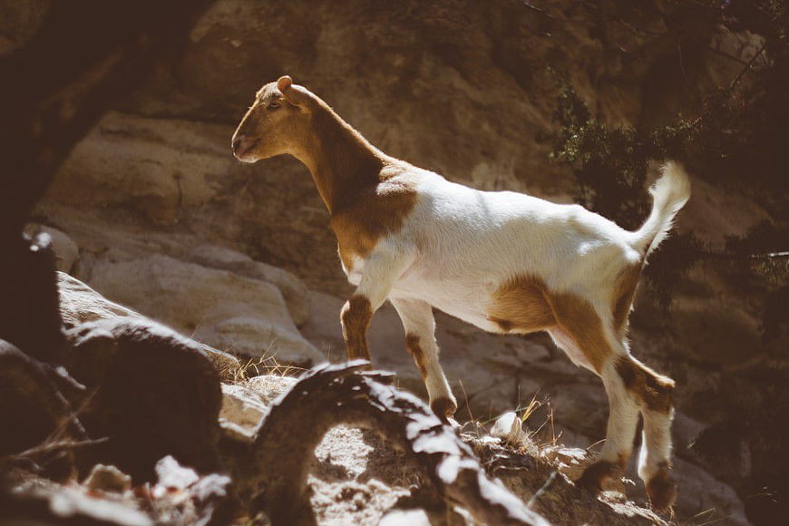 Brown and White Goat Walking on Rocky Mountain Terrain