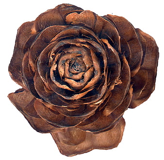 Top View of Brown Pine Cone Resembling a Rose