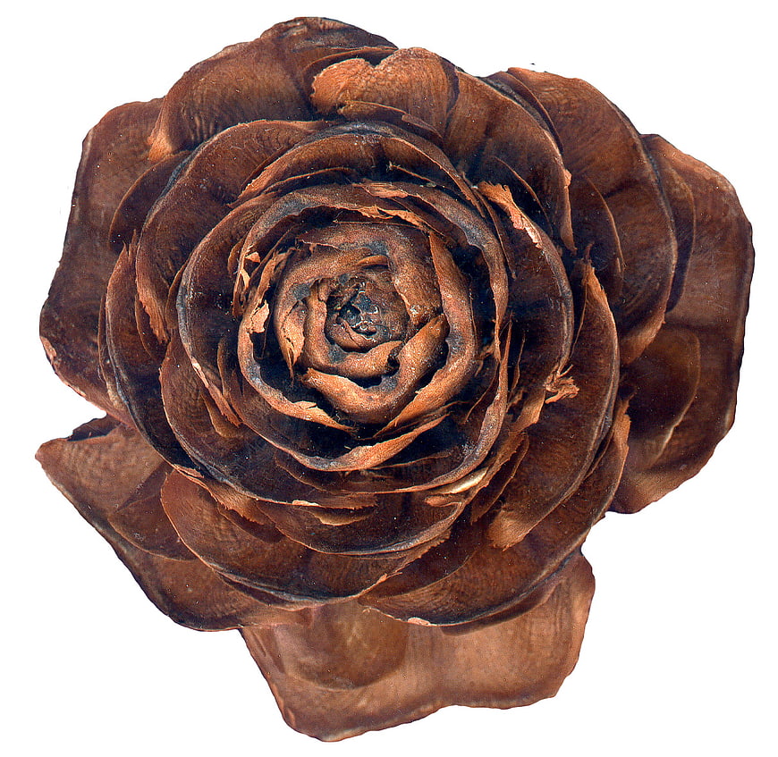 Top View of Brown Pine Cone Resembling a Rose