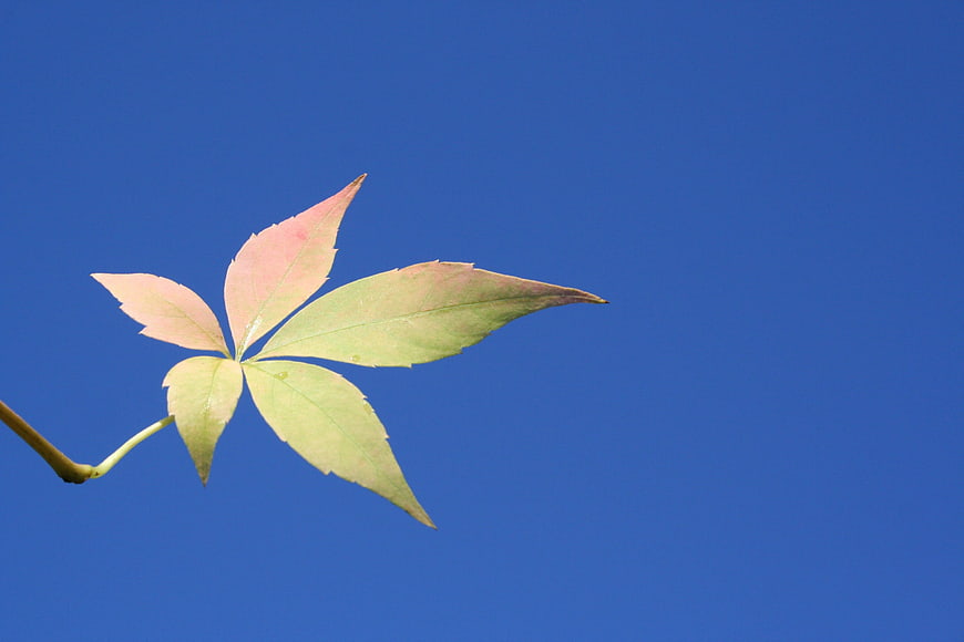 Single green and pink leaf against a clear blue sky