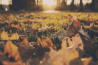 Close-up of autumn leaves on grass with golden sunlight