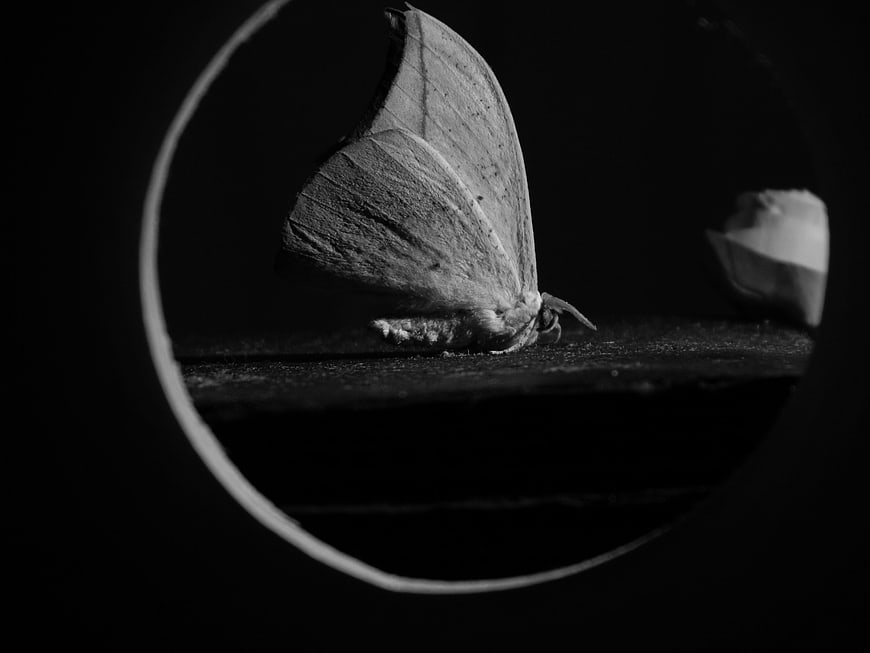 Black and white macro of a moth inside a dark tube