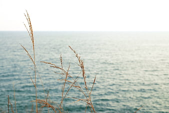 Dried Sea Grass Silhouette Against Blurred Ocean Background