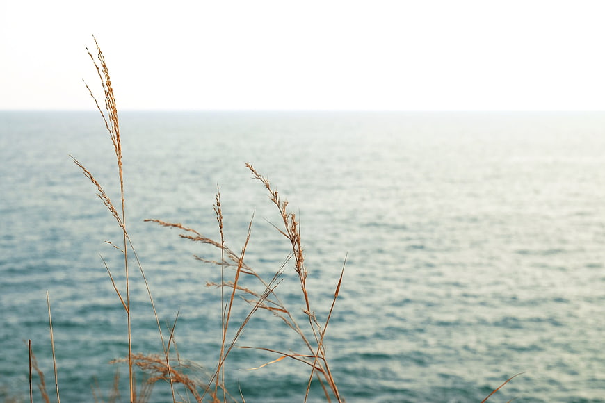 Dried Sea Grass Silhouette Against Blurred Ocean Background