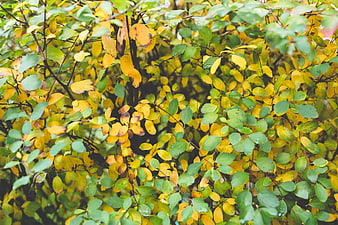 Close-up of yellow and green autumn leaves on a bush