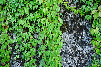 Green ivy leaves climbing on a textured stone wall background