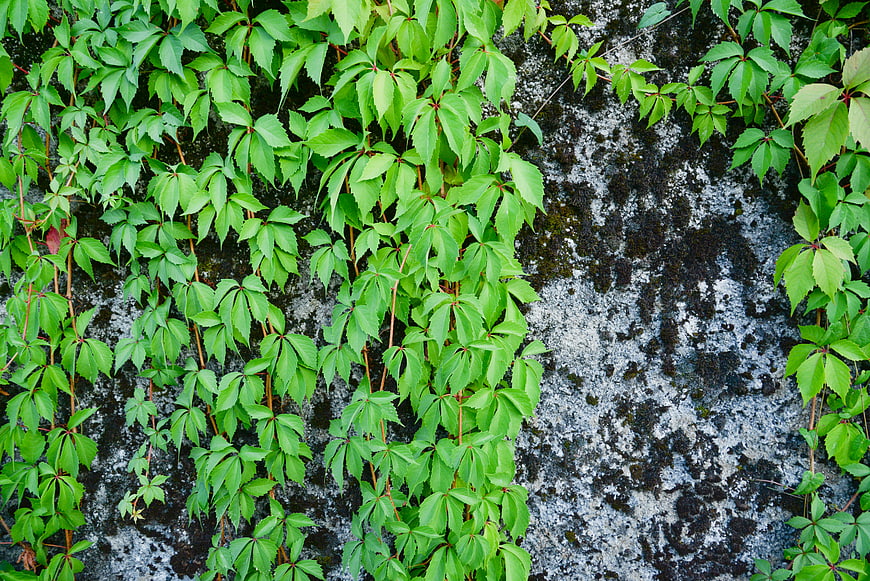 Green ivy leaves climbing on a textured stone wall background