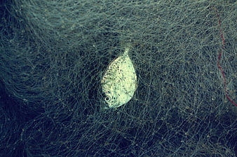 Silver fish caught in fishing net underwater