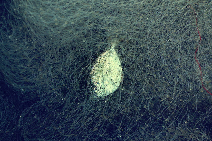 Silver fish caught in fishing net underwater