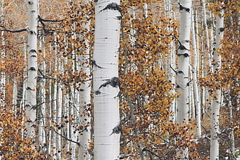 Autumn Aspen Forest with White Trunks and Golden Leaves