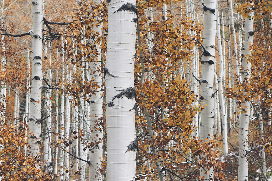 Autumn Aspen Forest with White Trunks and Golden Leaves