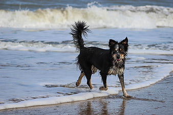 Wet Border Collie Running on Beach Shore