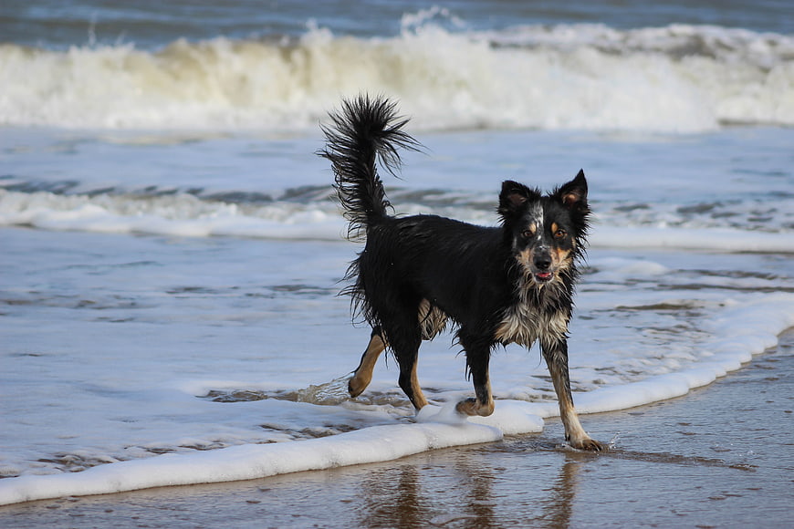 Wet Border Collie Running on Beach Shore