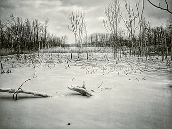 Desolate Winter Landscape with Snow and Bare Trees