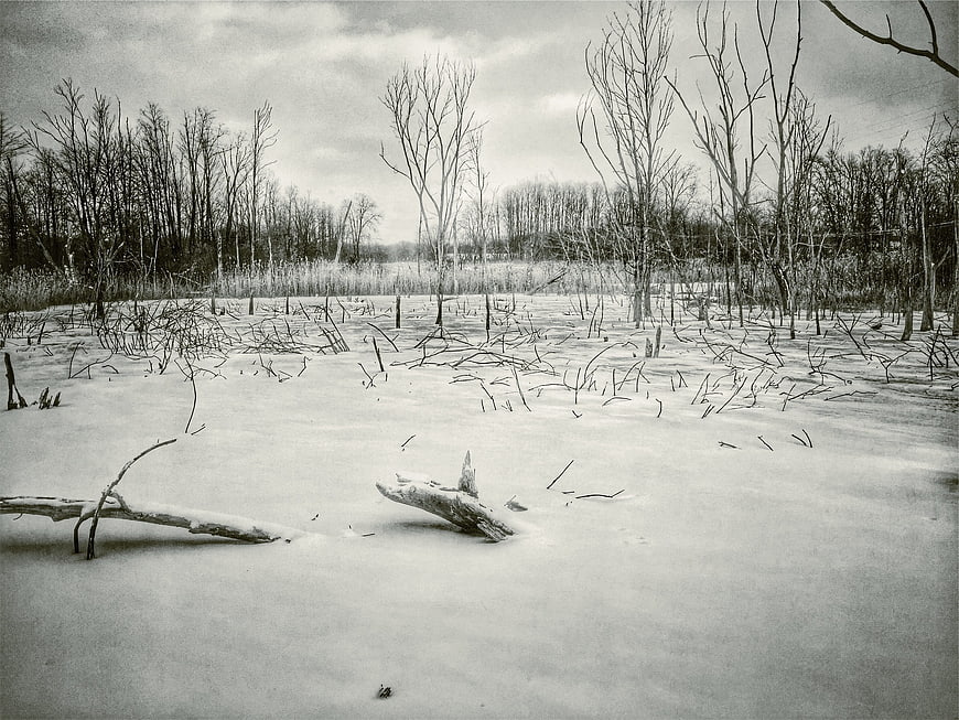 Desolate Winter Landscape with Snow and Bare Trees