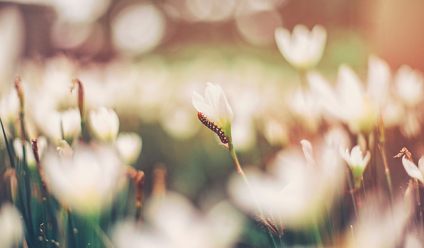 Caterpillar on White Flower Bud in Blurred Garden
