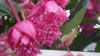 Close-up of vibrant pink Medinilla magnifica flowers