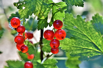 Ripe Red Currants Hanging On Bush With Green Leaves