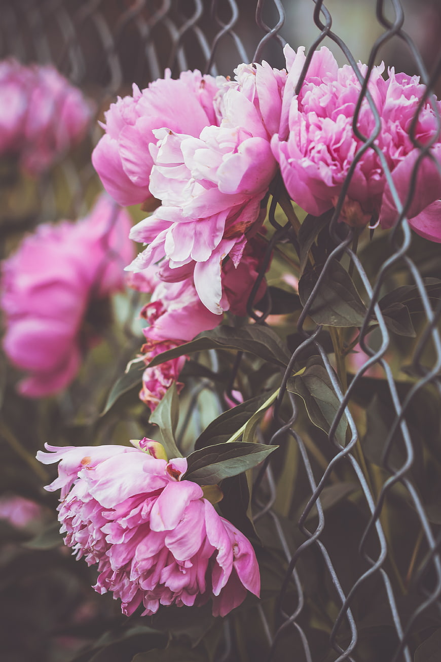 Pink Peonies Blooming Behind Chain Link Fence