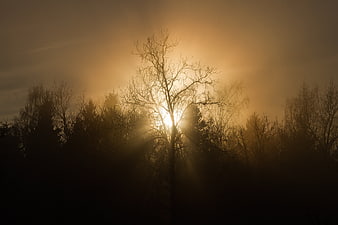 Silhouetted bare trees against golden misty sunset