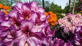 Close-up of vibrant purple rhododendron flowers in bloom