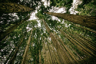 Low angle view of towering redwood tree trunks in forest