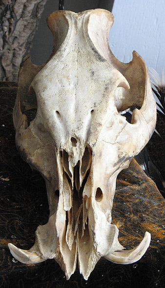 Close-up of a Wild Boar Skull with Tusks