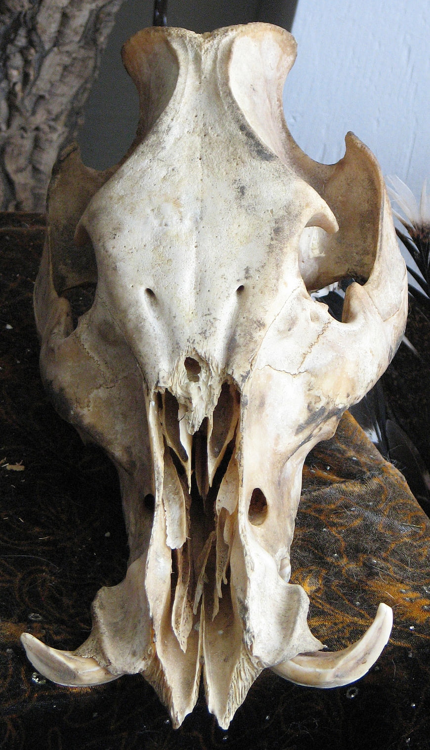 Close-up of a Wild Boar Skull with Tusks