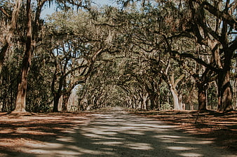 Sun-dappled road through moss-draped oak tree tunnel