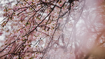 Soft Focus Pink Cherry Blossoms with Sun Flare
