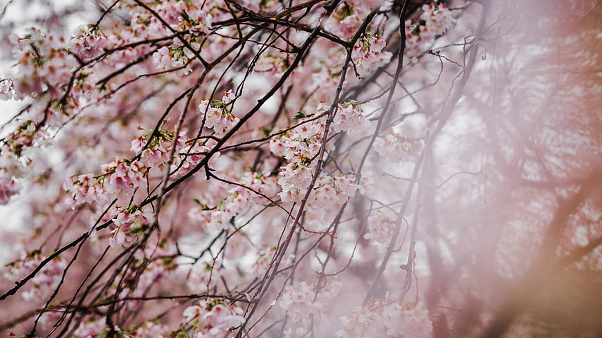 Soft Focus Pink Cherry Blossoms with Sun Flare