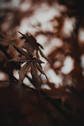 Close-up of dried brown maple leaf with blurred background