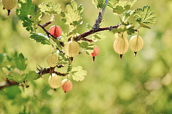 Ripe Gooseberries Growing On A Branch In A Garden