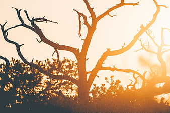 Silhouette of bare tree branches against golden sunset sky