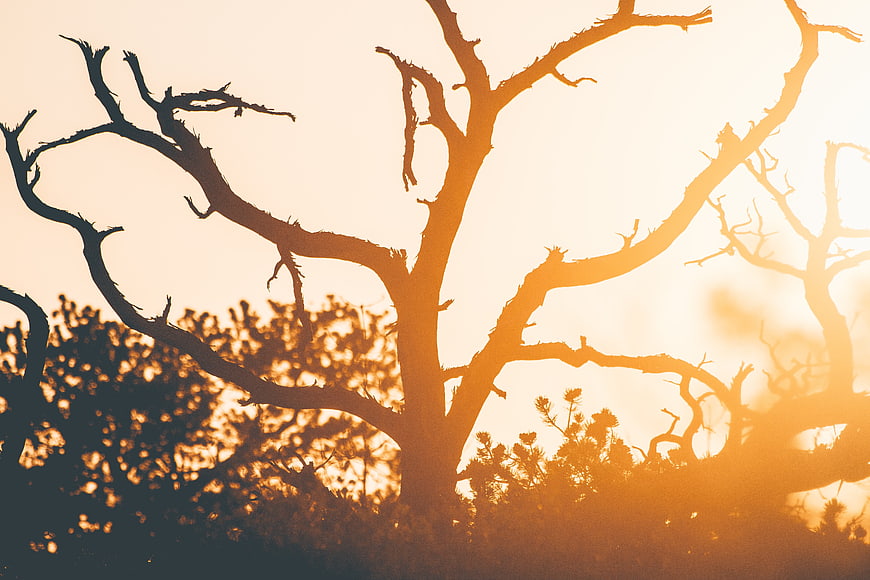 Silhouette of bare tree branches against golden sunset sky