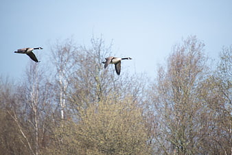 Two Canadian Geese Flying Over Bare Trees