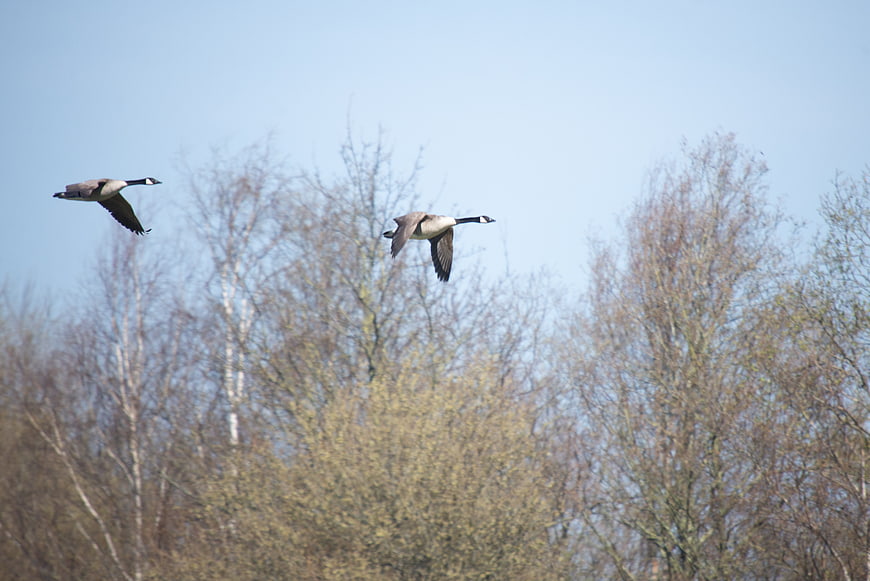 Two Canadian Geese Flying Over Bare Trees