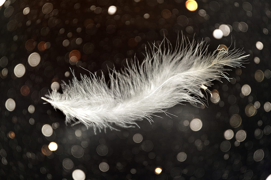 White Feather on Dark Background with Bokeh Lights