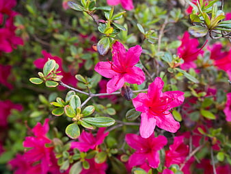 Vibrant Pink Azalea Flowers in Full Bloom