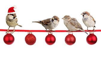 Cute Sparrows on Christmas Ribbon with Red Ornaments