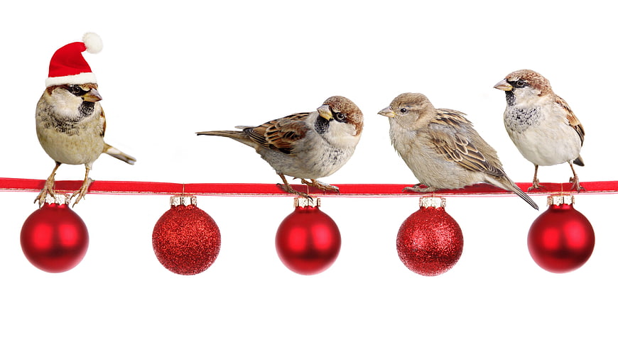 Cute Sparrows on Christmas Ribbon with Red Ornaments