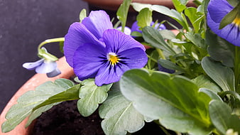 Close-up of vibrant purple pansy flower in terracotta pot
