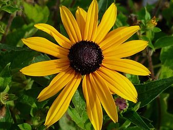 Close-up of a vibrant yellow black-eyed susan flower