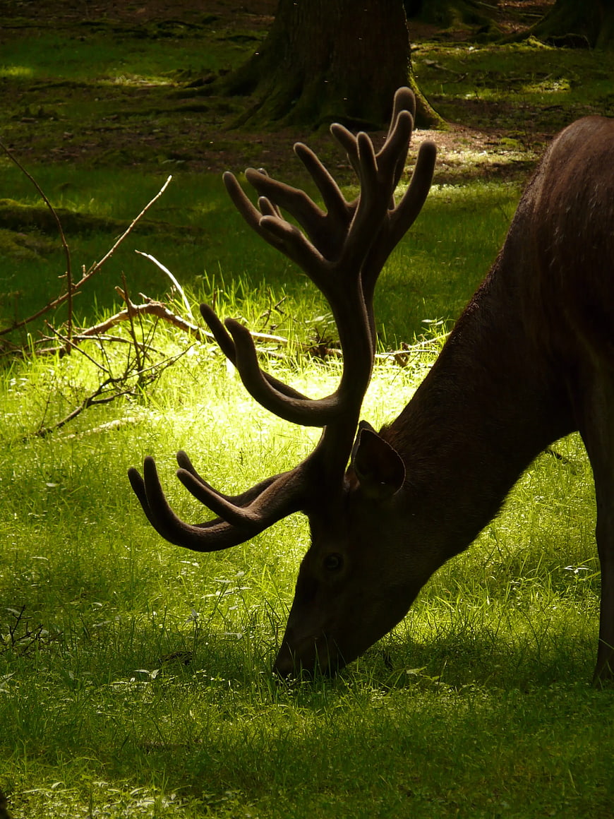 Silhouette of Red Deer Stag Grazing in Forest